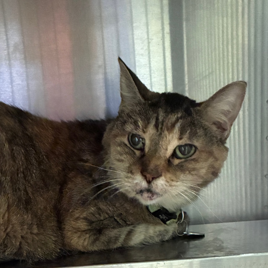 CHERYL - Domestic Shorthair available for adoption