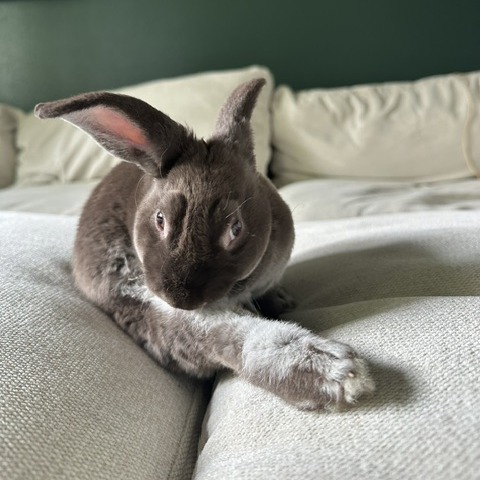 Button--In Foster***ADOPTION PENDING***, photo 5