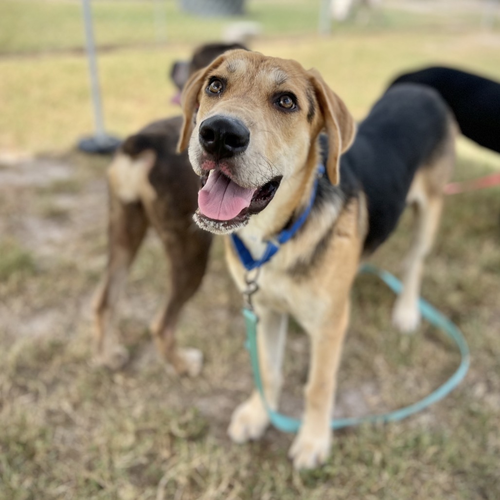 ROBIN - Shepherd / Mixed Breed (Medium) available for adoption