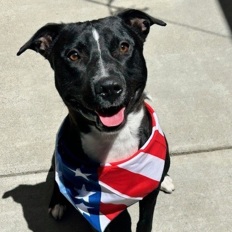 Scrappy's preview photo