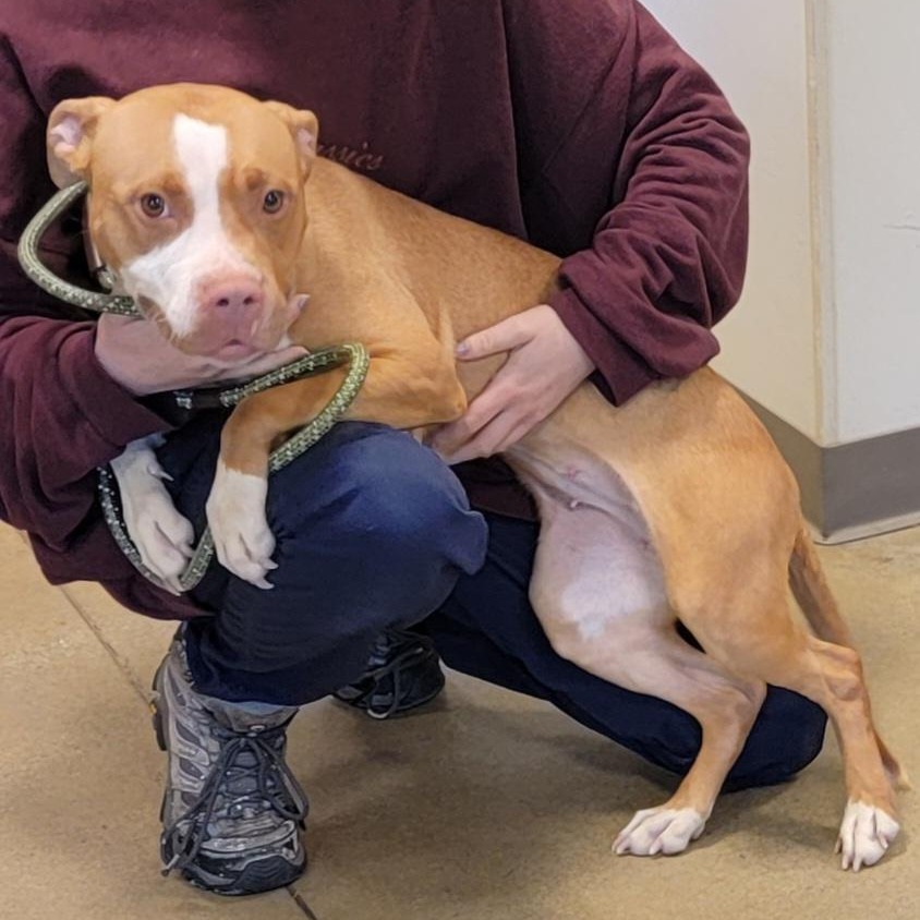 BREAKFAST BURRITO - Terrier / American Pit Bull available for adoption