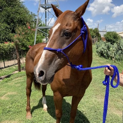 CHICKEN NUGGET - Quarter Horse available for adoption