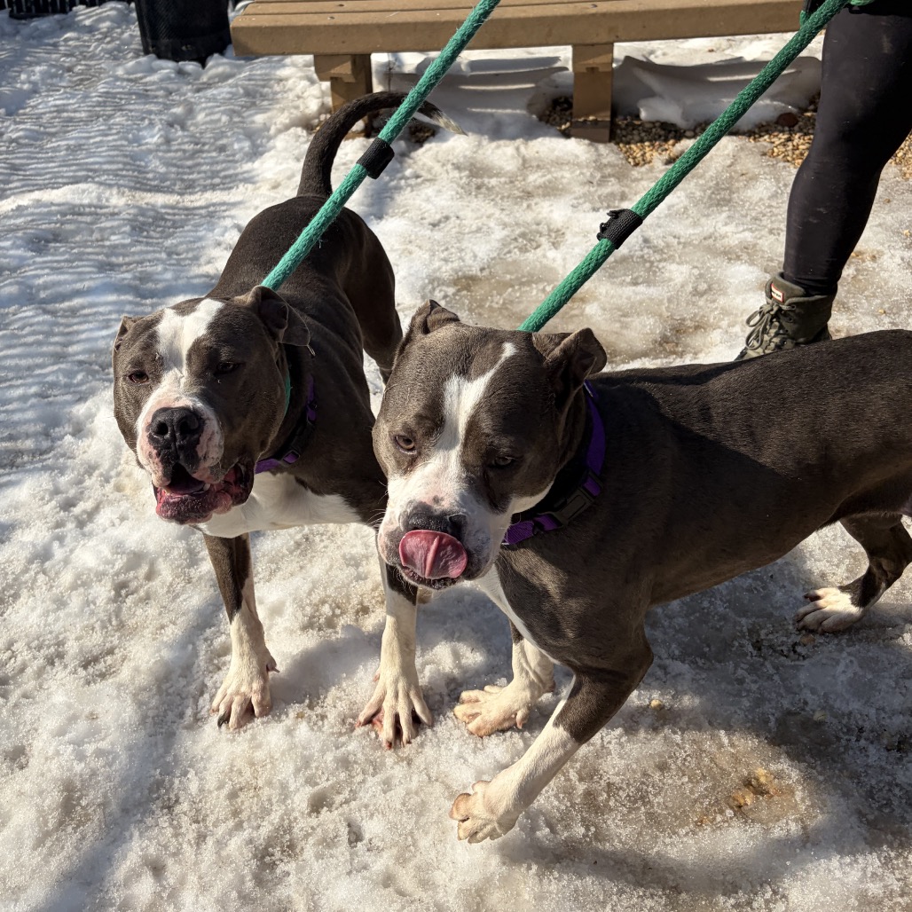 Bonnie — thumbnail 5