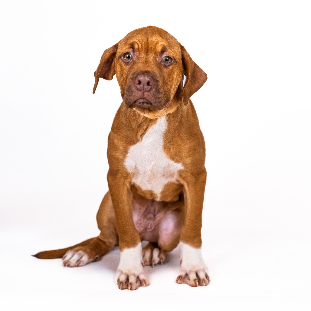 Mastiff