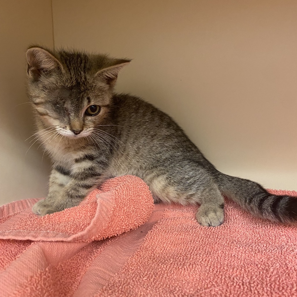 RICKY - Domestic Shorthair available for adoption
