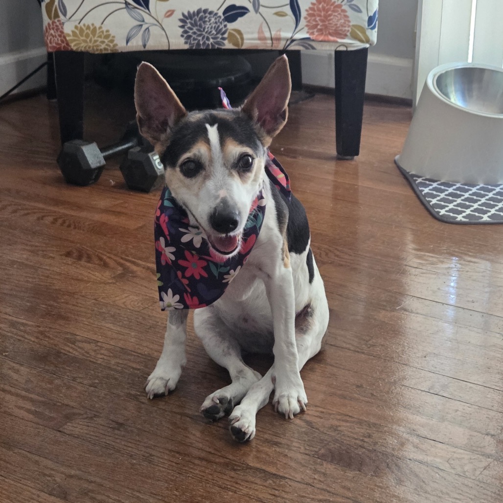 Hedy (Peanut), photo 10