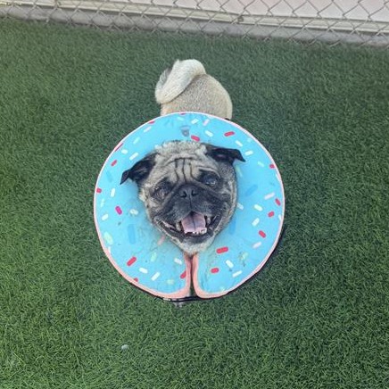 Bark Ruffalo: Male 60 Pug