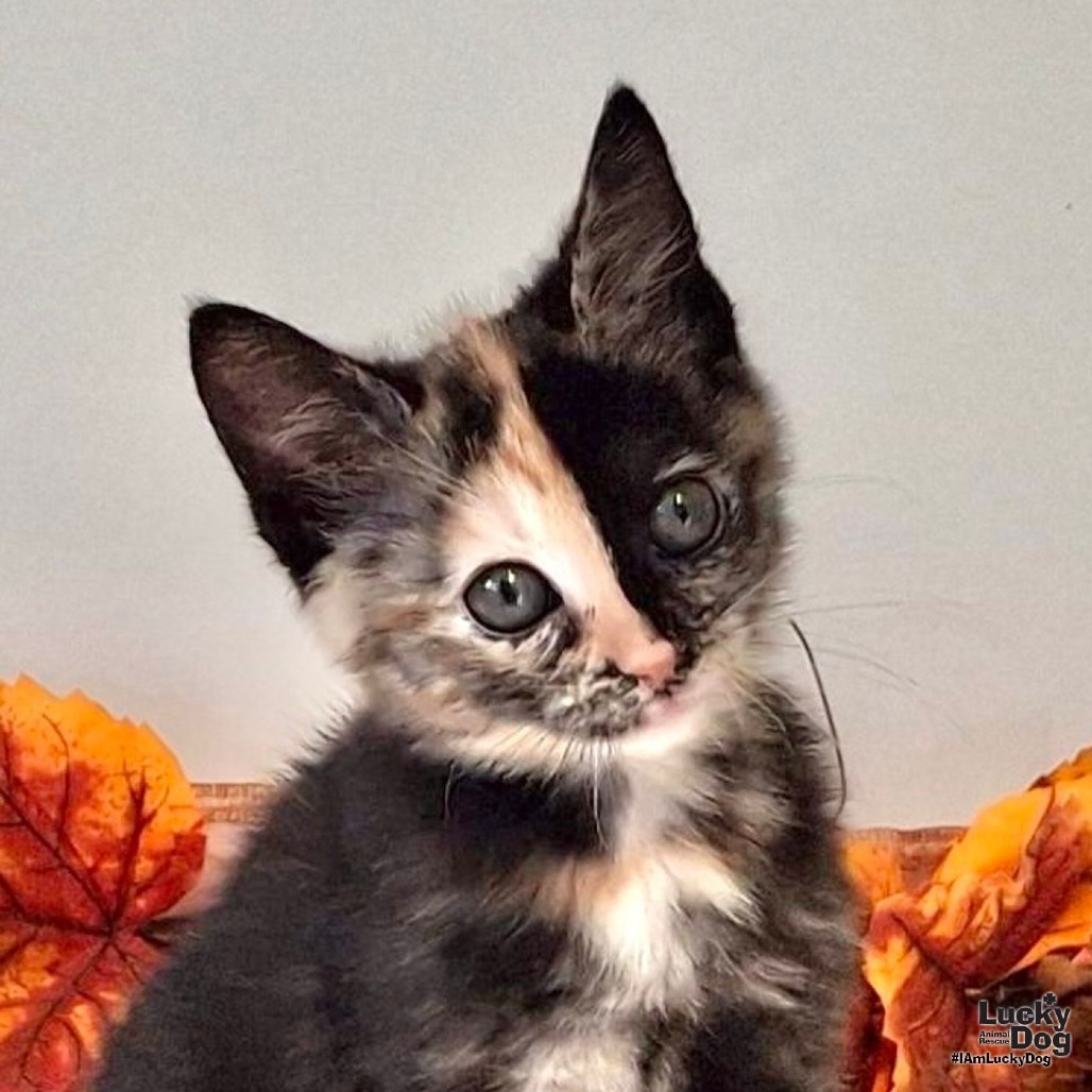 BEATRICE - Domestic Shorthair available for adoption