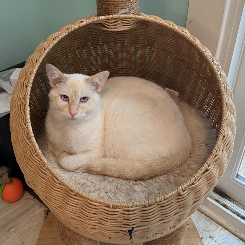 SIMON - Siamese for adoption in Silver Spring