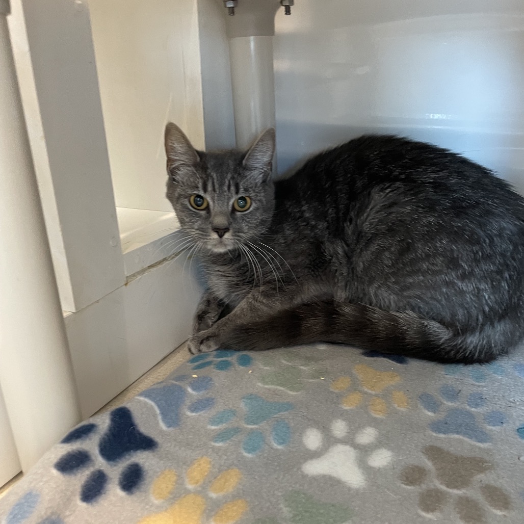 VENUS - Domestic Shorthair available for adoption