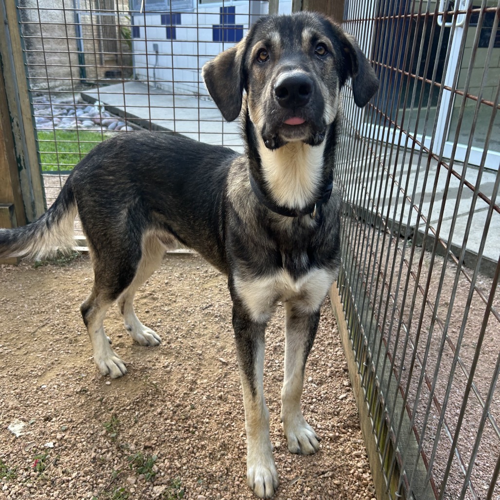 BENITO - Shepherd / German available for adoption