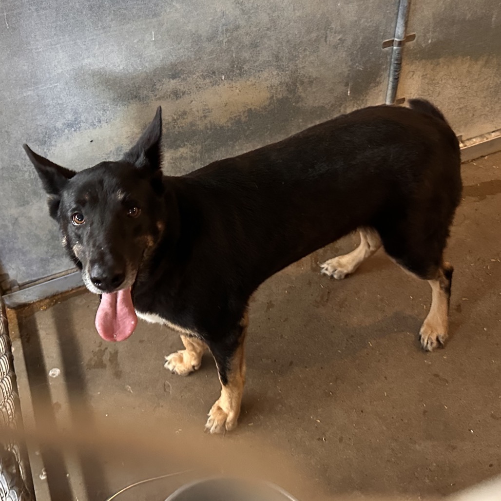 MOSBY - Shepherd available for adoption