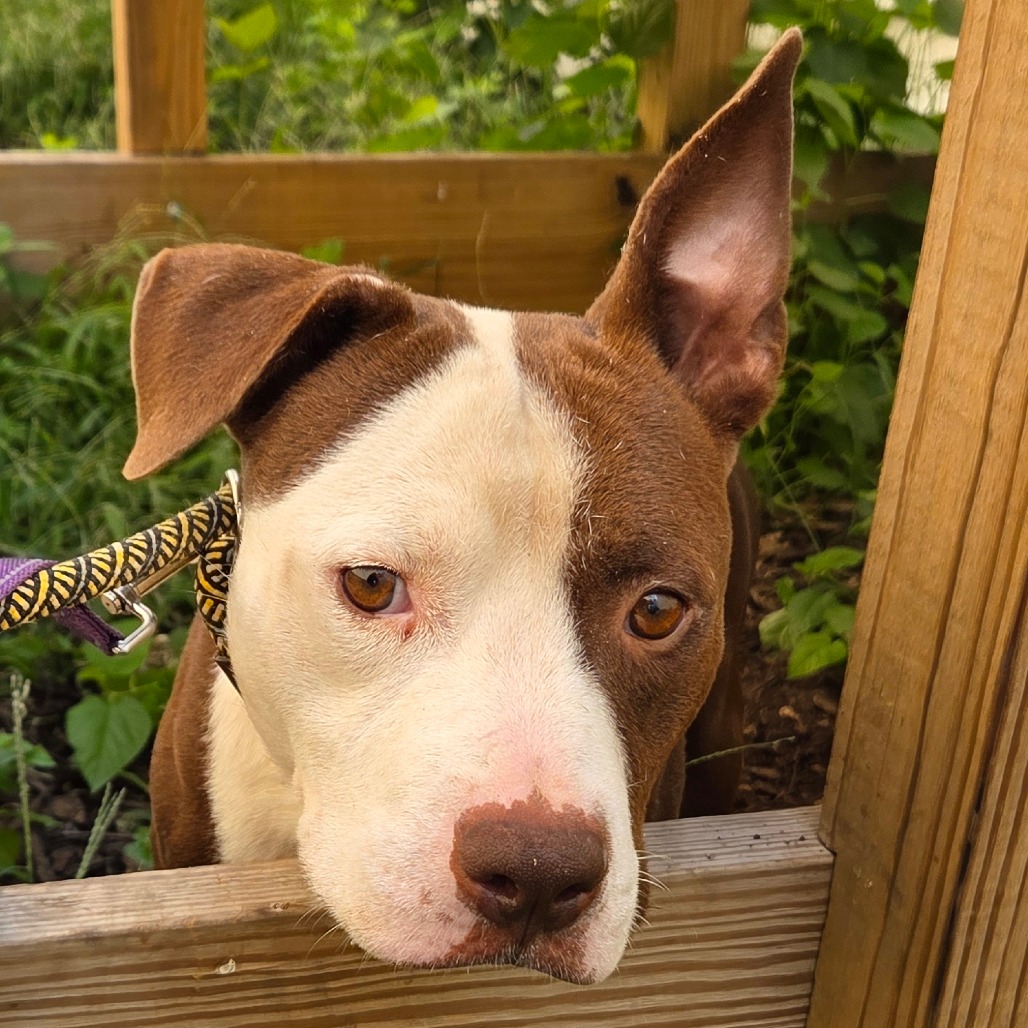 Aesop, a Terrier