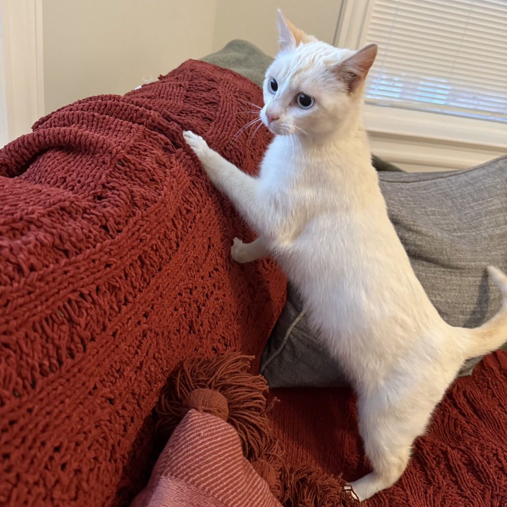 Peach Cobbler — thumbnail 3