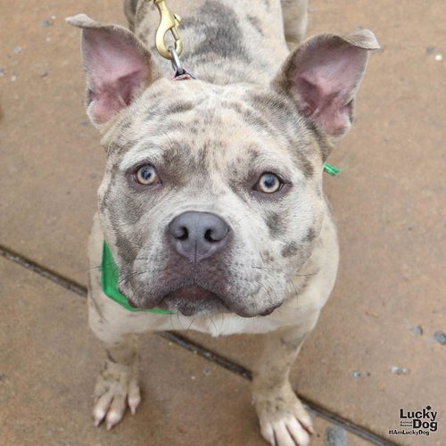 SPLATTER - Bulldog, American / Terrier available for adoption