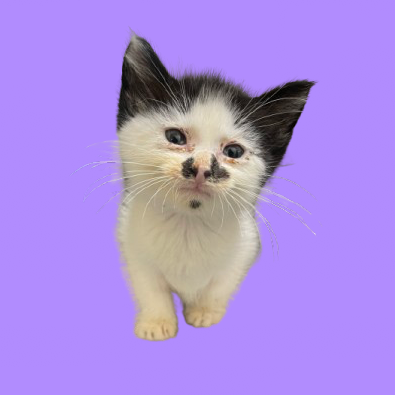 Tusc Stray 81261 2