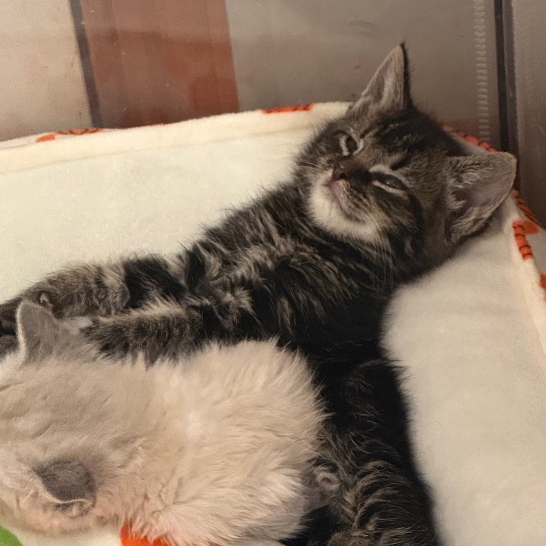 STORM (AVAILABLE 8/4) - Domestic Medium Hair / Unknown available for adoption