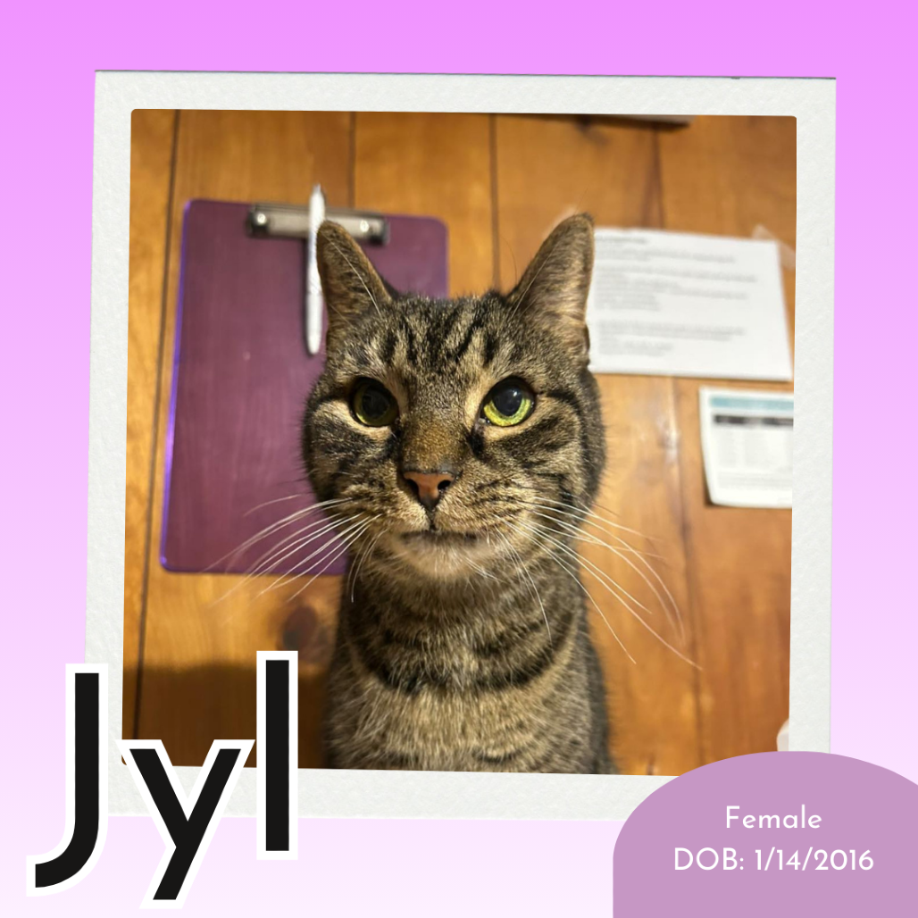 Jyl
