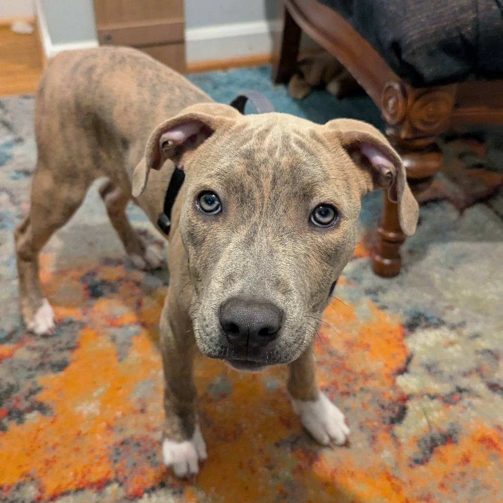 Miami Puppy - Sunshine, photo 11