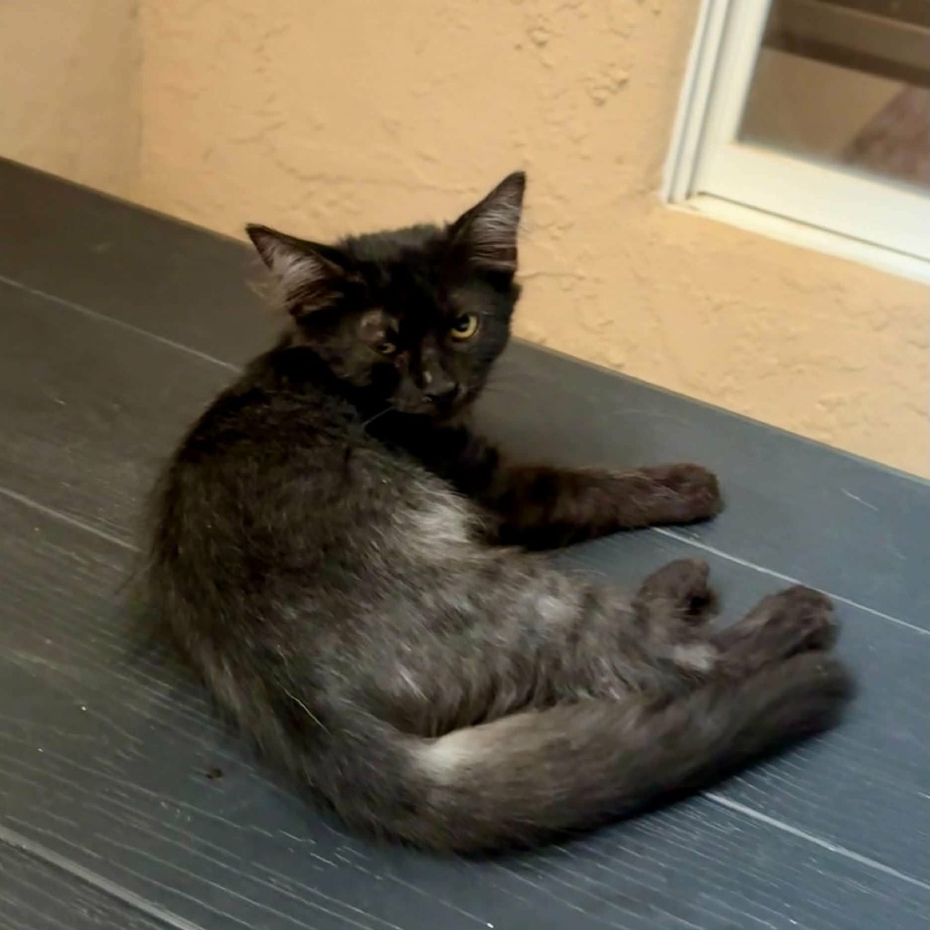 THACKERY BINX - Domestic Shorthair available for adoption
