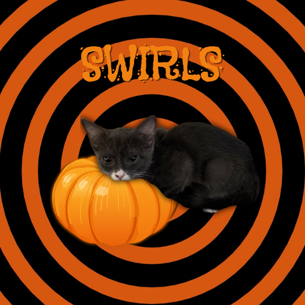 SWIRLS - Domestic Shorthair for adoption in Mesa