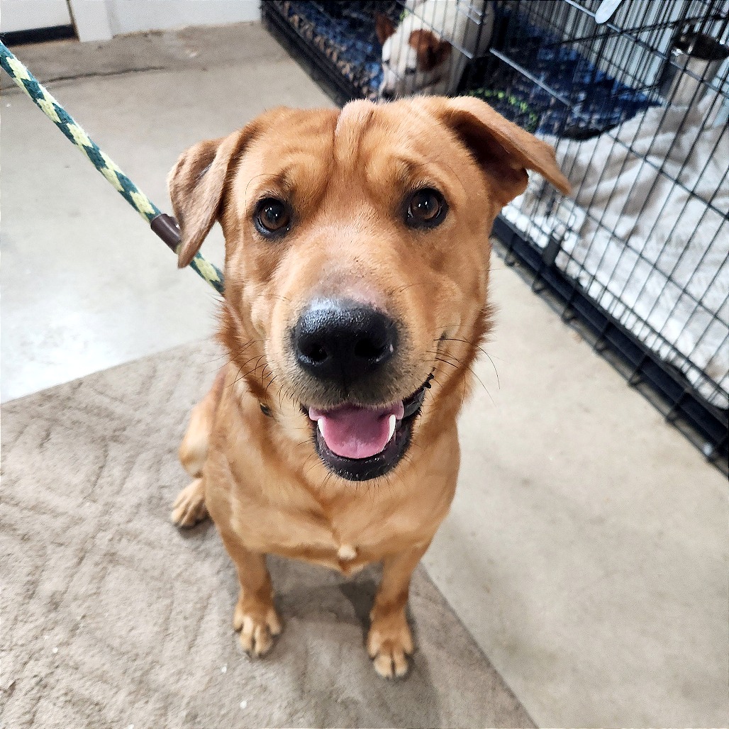 Clifford — thumbnail 3