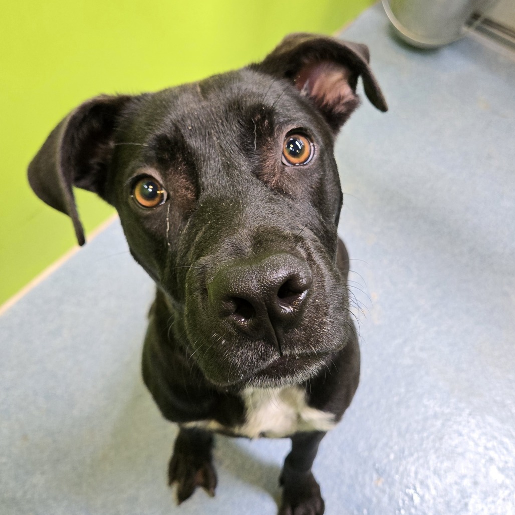 DREW - Shepherd / Mixed Breed (Medium) available for adoption