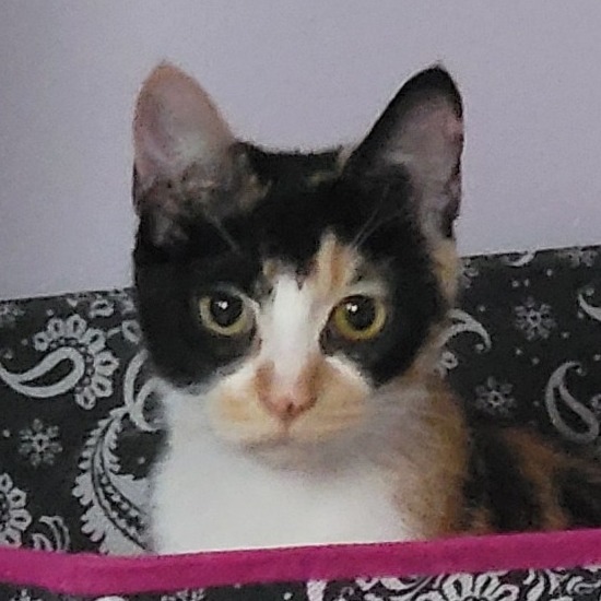 RUBY 2 - Domestic Shorthair for adoption in Joliet