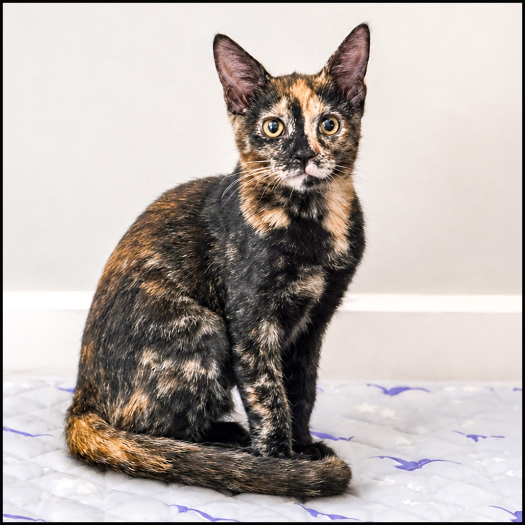 CANELA - Domestic Shorthair / Domestic Shorthair available for adoption