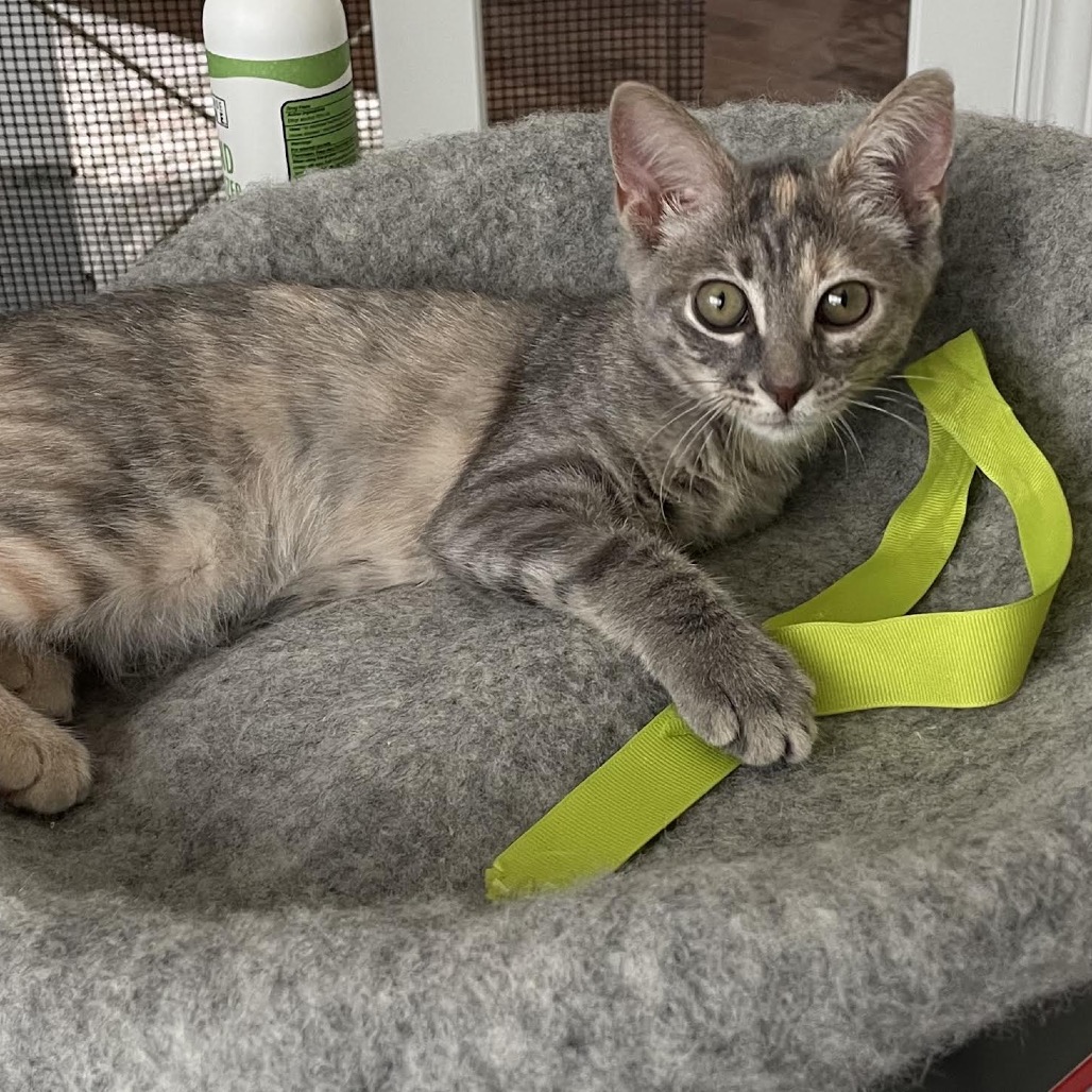 KIKI - Domestic Shorthair available for adoption