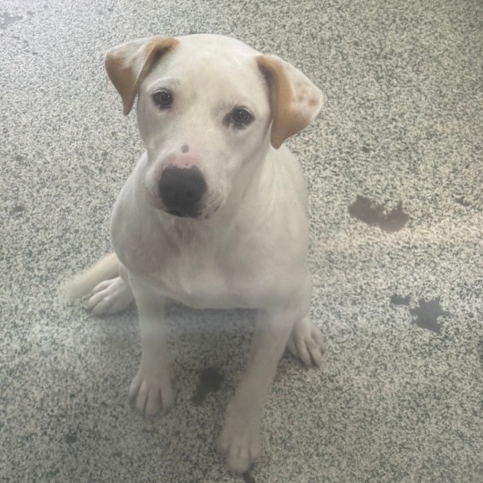 LILO - Mixed Breed (Medium) available for adoption