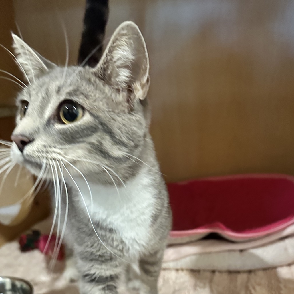 JINX - Domestic Shorthair available for adoption