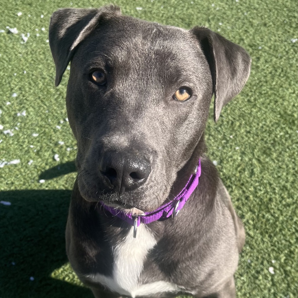 Frog — thumbnail 4