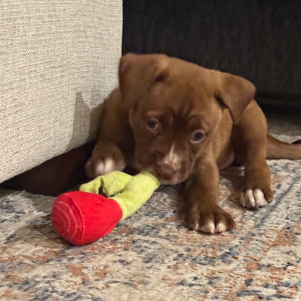 Orion — thumbnail 10