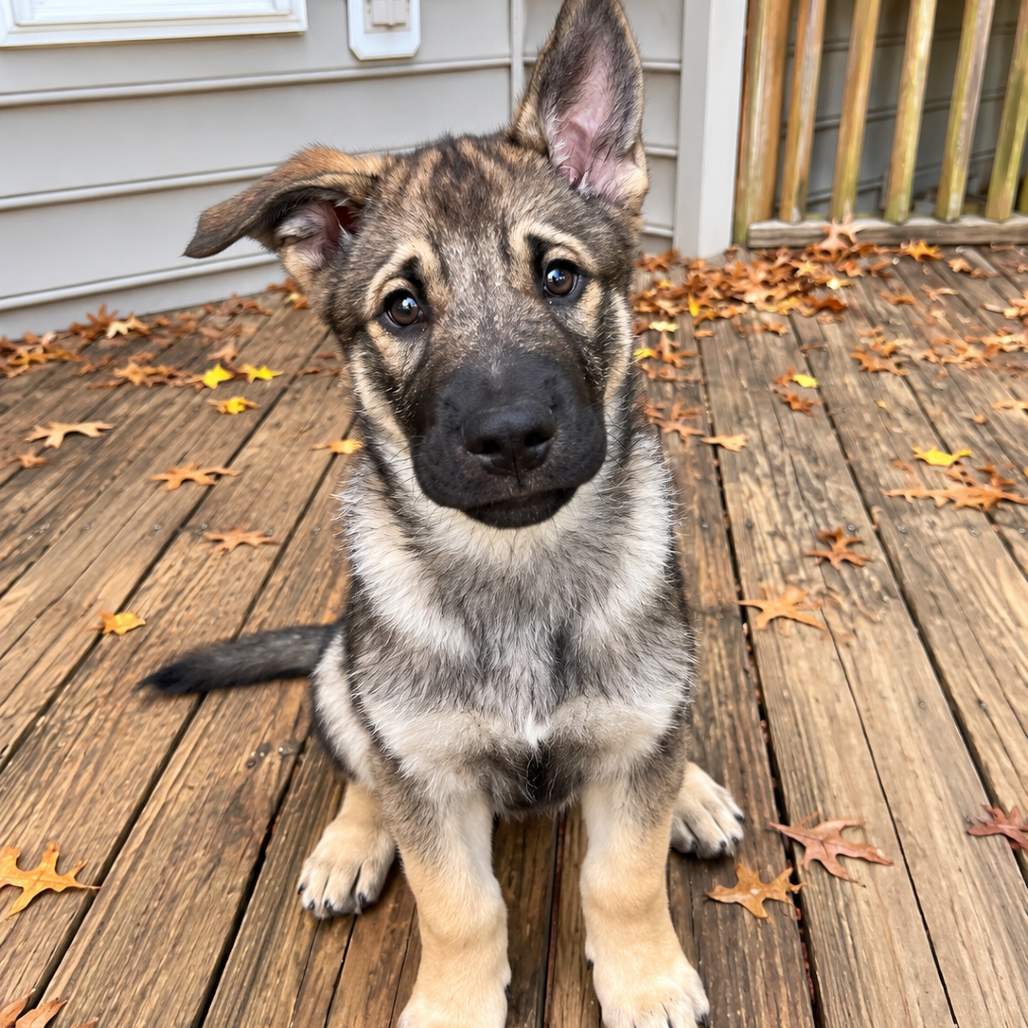 NUGGET (ADOPTION PENDING) - Husky / Mixed Breed (Medium) available for adoption
