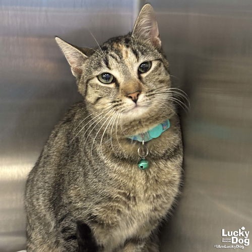 CALINA - Domestic Shorthair available for adoption