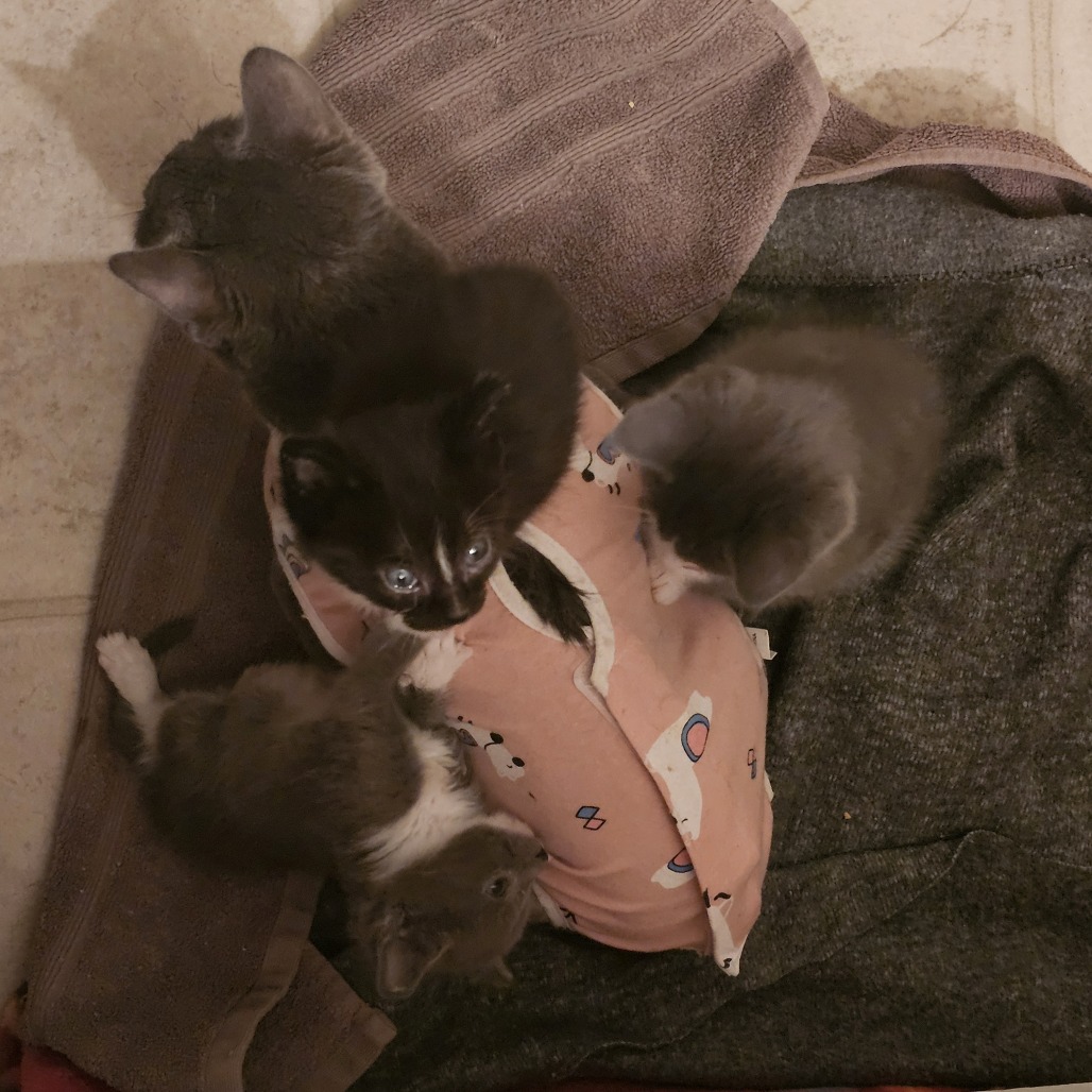 Athena picture #6