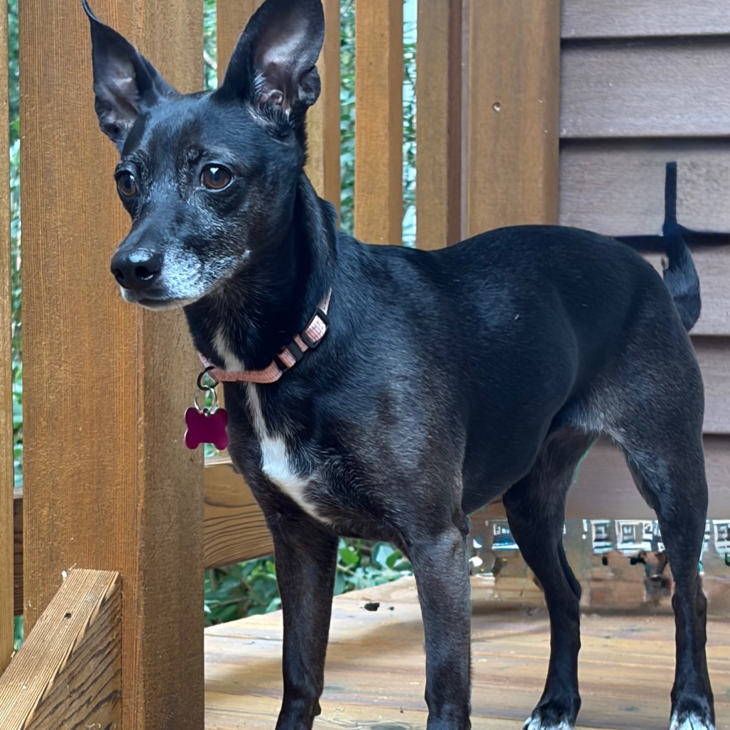 EMBER - Chihuahua / Short Coat available for adoption