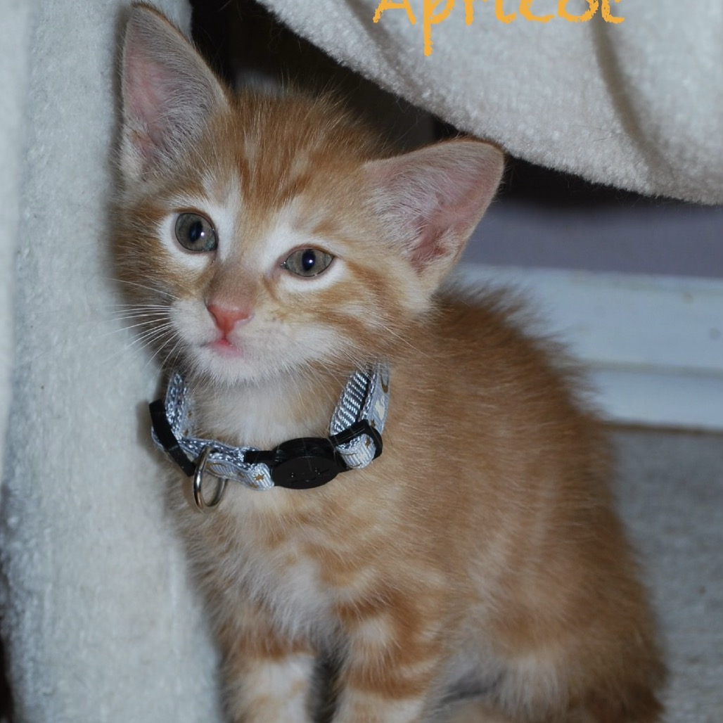Apricot, photo 4
