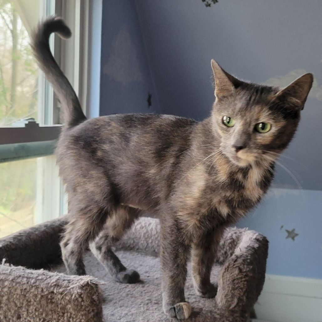 Hush Up Puppie (FeLV+), an adoptable cat