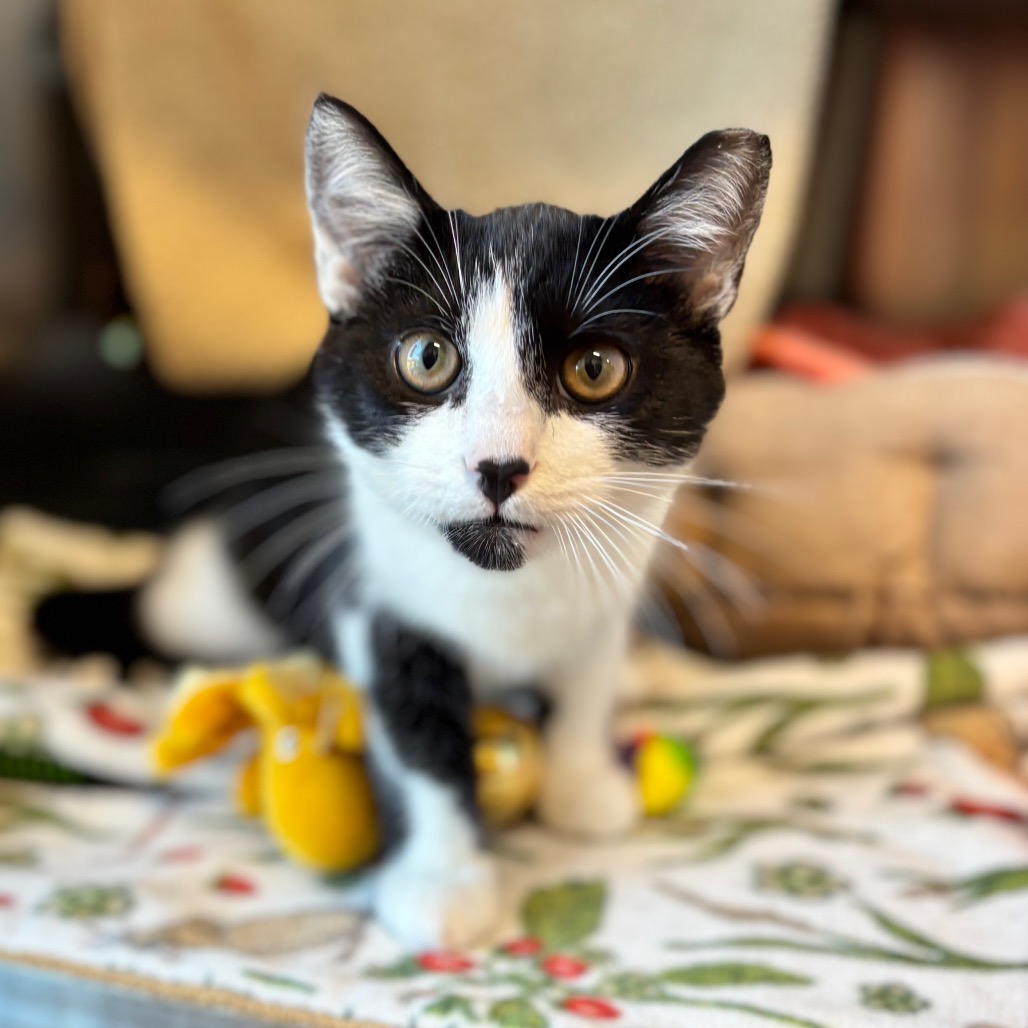 Frankie, photo 6