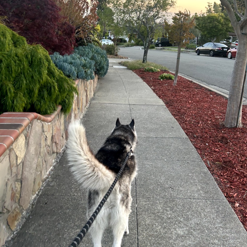 Echo — thumbnail 3