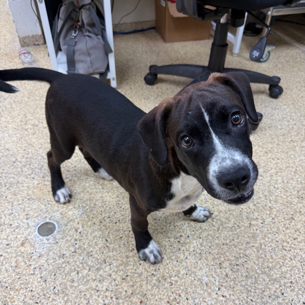 BIG RED - Mixed Breed (Medium) available for adoption