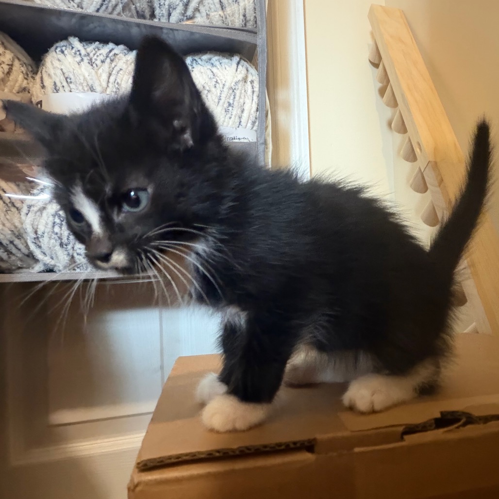 RIAN - Domestic Shorthair / Unknown for adoption in Silver Spring
