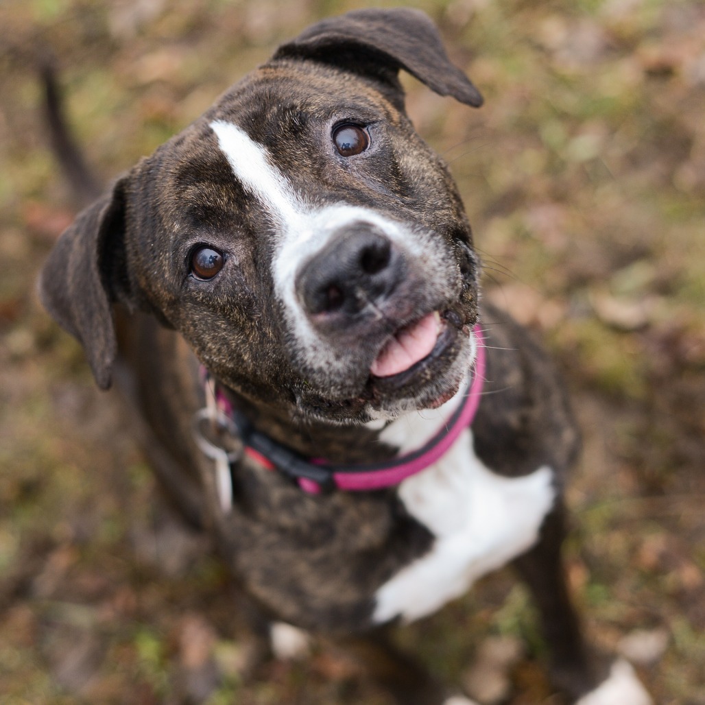 Black Beauty-Foster, photo 26