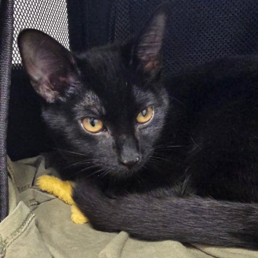 ACE - Domestic Shorthair available for adoption