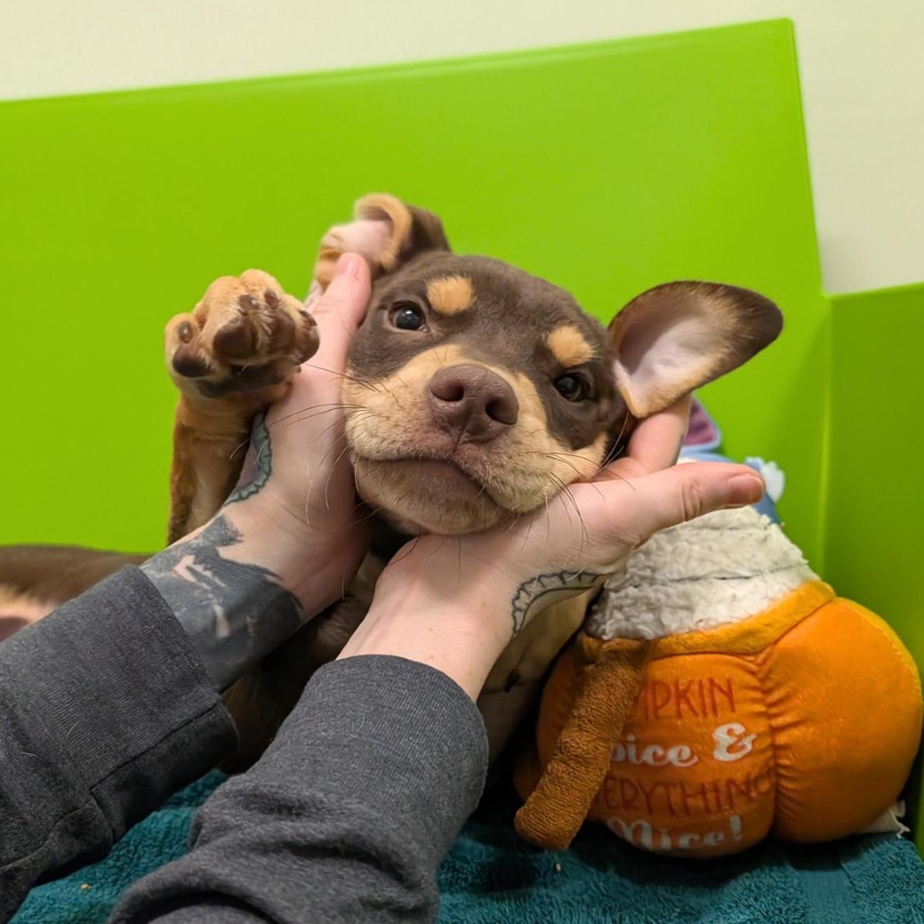 KETTLE - Mixed Breed (Medium) available for adoption
