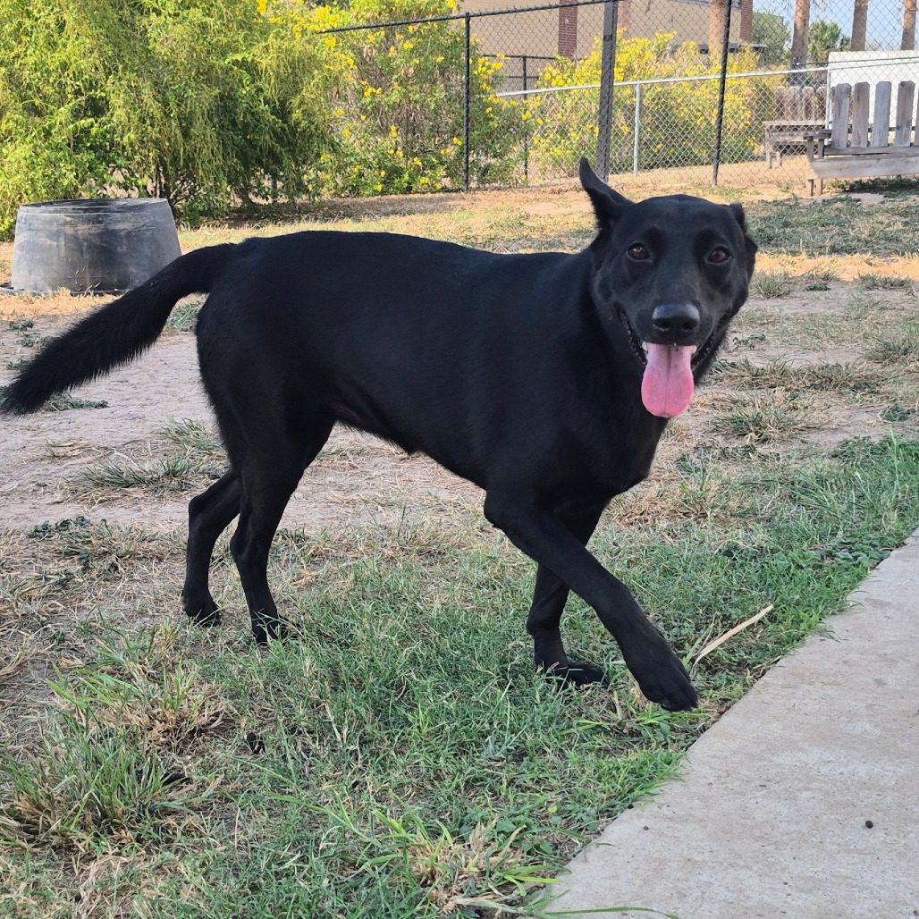 Photo of Buttercup , available for adoption at PVAS