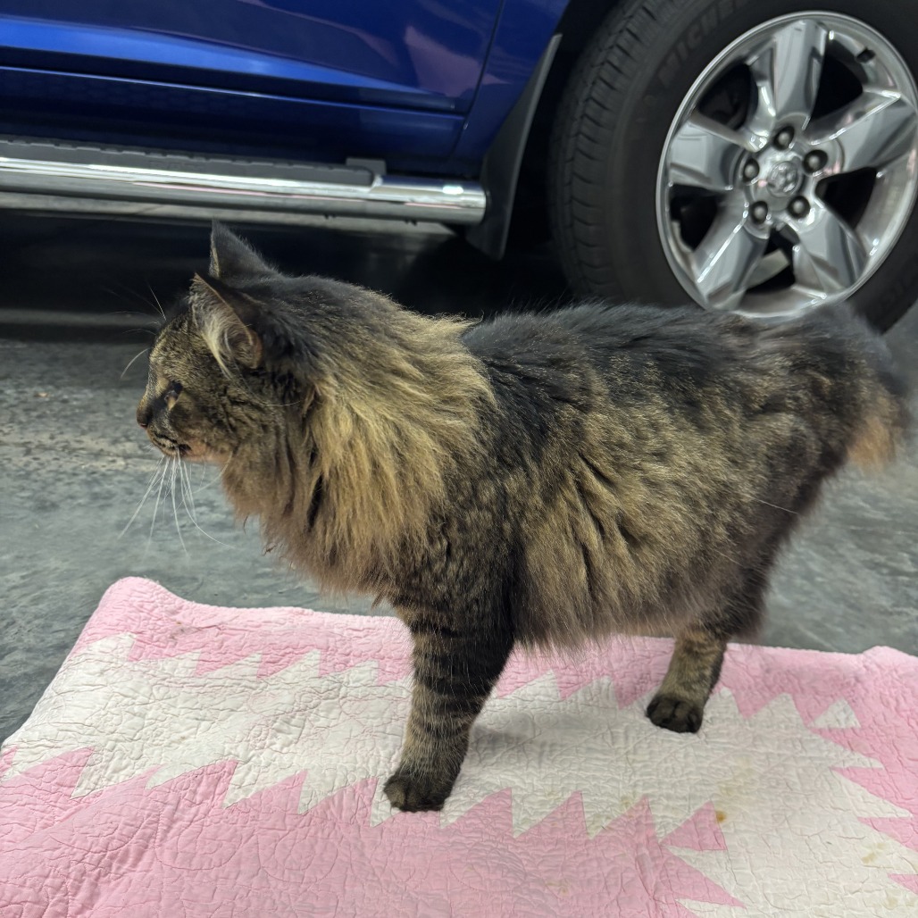 Mowgli C12903