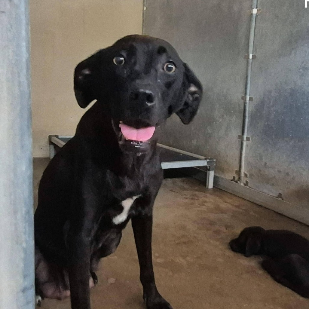 ABEJA - Retriever, Labrador / Mix available for adoption